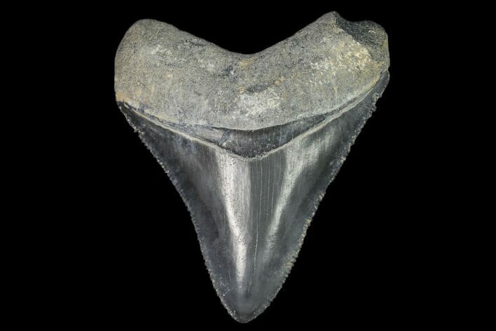 Serrated, Fossil Megalodon Tooth - Florida #122555